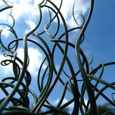 Corkscrew Rush - Juncus effusus Spiralis - 5 Seed Pack - Indoor Perennial Curiosity Grass - New