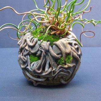 Corkscrew Rush - Juncus effusus Spiralis - 5 Seed Pack - Indoor Perennial Curiosity Grass - New