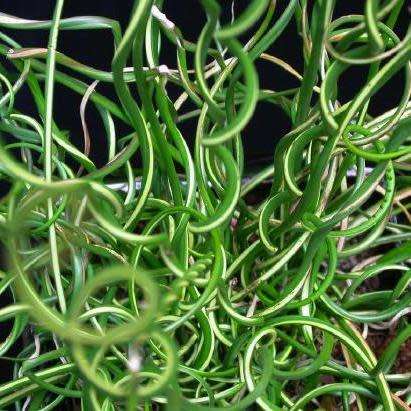 Corkscrew Rush - Juncus effusus Spiralis - 5 Seed Pack - Indoor Perennial Curiosity Grass - New
