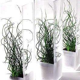 Corkscrew Rush - Juncus effusus Spiralis - 5 Seed Pack - Indoor Perennial Curiosity Grass - New