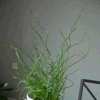 Corkscrew Rush - Juncus effusus Spiralis - 5 Seed Pack - Indoor Perennial Curiosity Grass - New