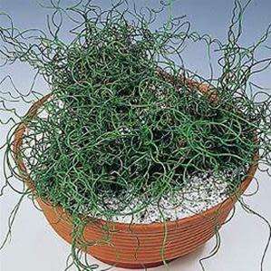Corkscrew Rush - Juncus effusus Spiralis - 5 Seed Pack - Indoor Perennial Curiosity Grass - New
