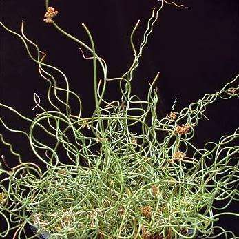 Corkscrew Rush - Juncus effusus Spiralis - 5 Seed Pack - Indoor Perennial Curiosity Grass - New