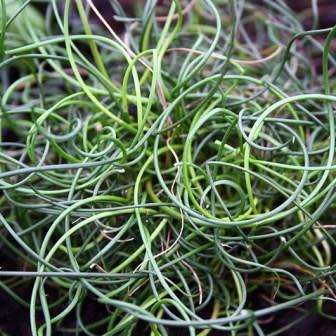 Corkscrew Rush - Juncus effusus Spiralis - 5 Seed Pack - Indoor Perennial Curiosity Grass - New