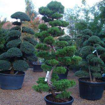 Juniperus chinensis - 5 Seeds - Chinese Juniper Tree or Shrub - Combined Flat Rate Shipping
