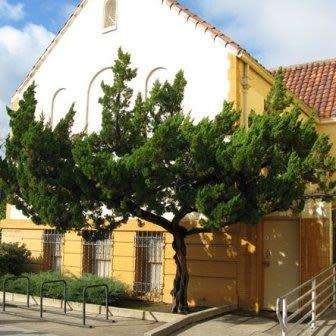 Juniperus chinensis - 5 Seeds - Chinese Juniper Tree or Shrub - Combined Flat Rate Shipping