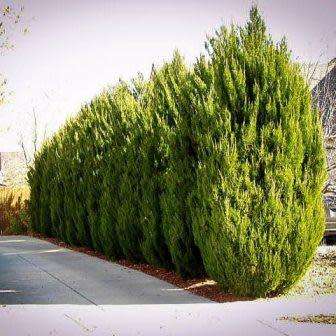 Juniperus chinensis - 5 Seeds - Chinese Juniper Tree or Shrub - Combined Flat Rate Shipping