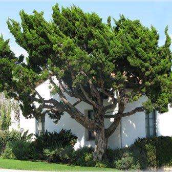 Juniperus chinensis - 5 Seeds - Chinese Juniper Tree or Shrub - Combined Flat Rate Shipping