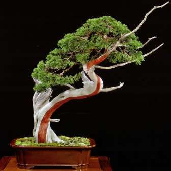 Juniperus virginiana Bonsai Seeds + FREE Gifts Seeds + Bonsai eBook