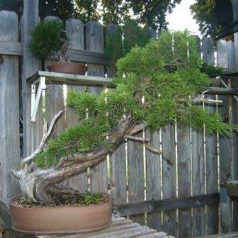 Juniperus virginiana Bonsai Seeds + FREE Gifts Seeds + Bonsai eBook