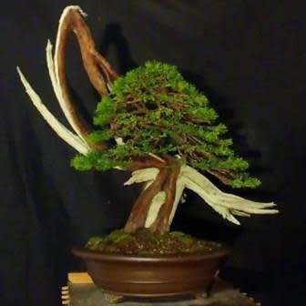 Juniperus virginiana Bonsai Seeds + FREE Gifts Seeds + Bonsai eBook