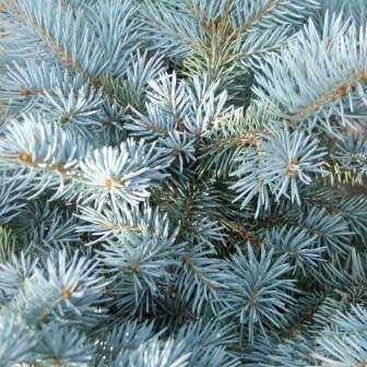 Picea pungens glauca - 5 Seeds - Colorado Blue Spruce Tree or Shrub