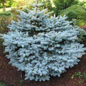 Picea pungens glauca - 5 Seeds - Colorado Blue Spruce Tree or Shrub