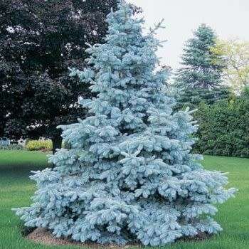 Picea pungens glauca - 5 Seeds - Colorado Blue Spruce Tree or Shrub