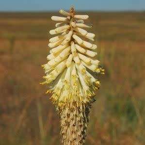 5 Kniphofia albescens Seeds Indigenous South African Endemic Perennial Bulb Seeds from Africa