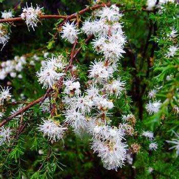Kunzea ambigua - 20+ Seeds - Electric White Tree Tree or Shrub