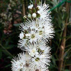 Kunzea ambigua - 20+ Seeds - Electric White Tree Tree or Shrub