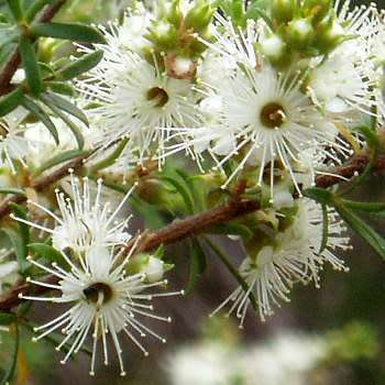 Kunzea ambigua - 20+ Seeds - Electric White Tree Tree or Shrub