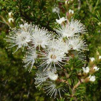 Kunzea ambigua - 20+ Seeds - Electric White Tree Tree or Shrub