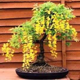 Laburnum anagyroides - Goldenchain Tree Bonsai - 5 Seeds + FREE Gifts Seeds + Bonsai eBook