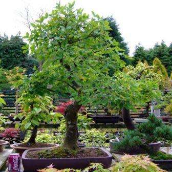 Laburnum anagyroides - Goldenchain Tree Bonsai - 5 Seeds + FREE Gifts Seeds + Bonsai eBook