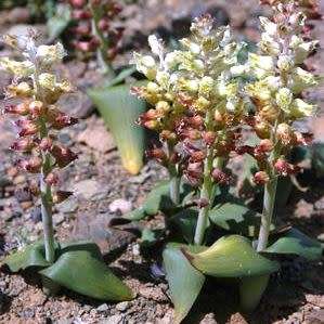 Lachenalia doleritica Seeds - Indigenous South African Native Perennial Bulbous Plant Seeds