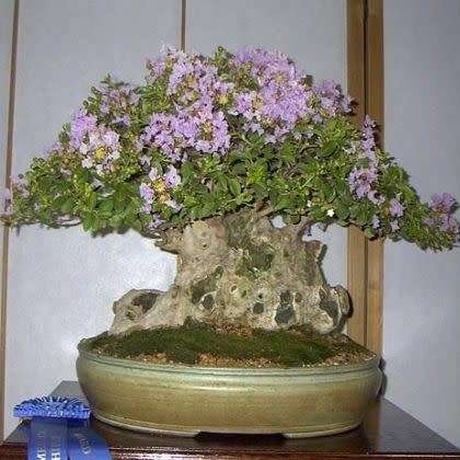 Lagerstroemia indica - Crape Myrtle Bonsai Seeds + FREE Gifts Seeds + Bonsai eBook, NEW