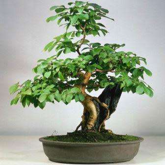 Lagerstroemia indica - Crape Myrtle Bonsai Seeds + FREE Gifts Seeds + Bonsai eBook, NEW