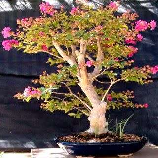 Lagerstroemia indica - Crape Myrtle Bonsai Seeds + FREE Gifts Seeds + Bonsai eBook, NEW