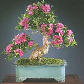 Lagerstroemia indica - Crape Myrtle Bonsai Seeds + FREE Gifts Seeds + Bonsai eBook, NEW