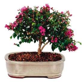 Lagerstroemia indica - Crape Myrtle Bonsai Seeds + FREE Gifts Seeds + Bonsai eBook, NEW