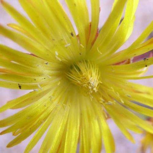 Lampranthus bicolor - 10 Seed Pack - Indigenous Endemic Succulent Mesemb