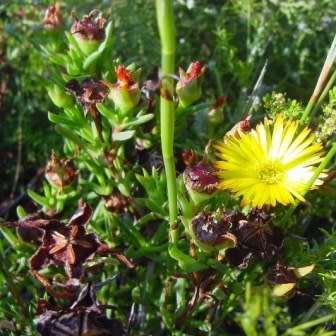 Lampranthus bicolor - 10 Seed Pack - Indigenous Endemic Succulent Mesemb