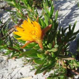 Lampranthus bicolor - 10 Seed Pack - Indigenous Endemic Succulent Mesemb