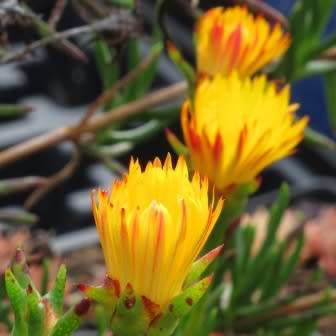 Lampranthus bicolor - 10 Seed Pack - Indigenous Endemic Succulent Mesemb