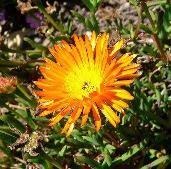 Lampranthus glaucoides Seeds - Indigenous Endemic Succulent Mesemb - NEW