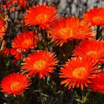 Lampranthus glaucoides - 5 Seed Pack - Indigenous Endemic Succulent Mesemb - NEW