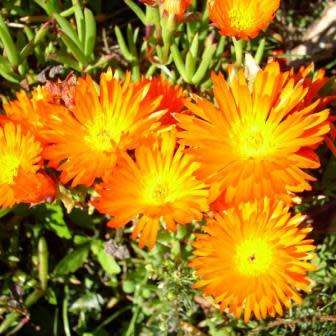 Lampranthus glaucoides - 5 Seed Pack - Indigenous Endemic Succulent Mesemb - NEW