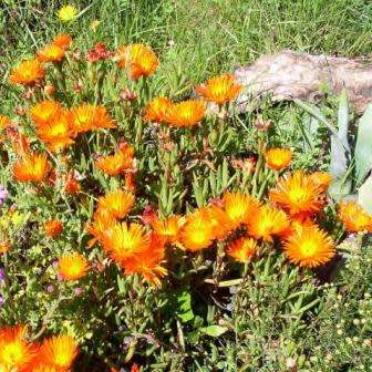 Lampranthus glaucoides - 5 Seed Pack - Indigenous Endemic Succulent Mesemb - NEW