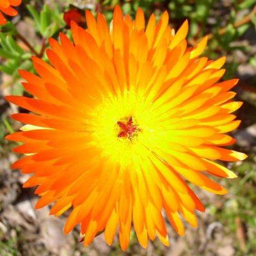 Lampranthus glaucoides - 5 Seed Pack - Indigenous Endemic Succulent Mesemb - NEW