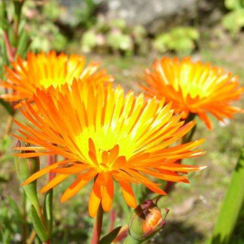 Lampranthus glaucoides - 5 Seed Pack - Indigenous Endemic Succulent Mesemb - NEW