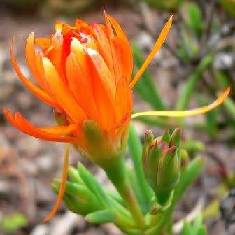 Lampranthus glaucoides - 5 Seed Pack - Indigenous Endemic Succulent Mesemb - NEW