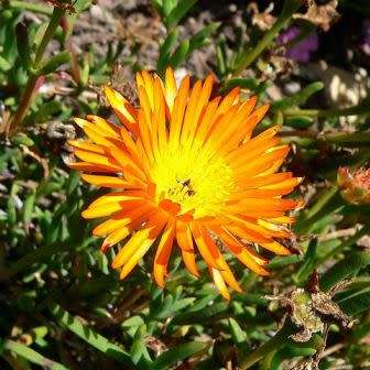 Lampranthus glaucoides - 5 Seed Pack - Indigenous Endemic Succulent Mesemb - NEW