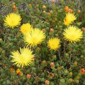 Lampranthus glaucus - 10 Seed Pack - Indigenous Endemic Succulent Mesemb - Global Shipping