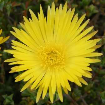 Lampranthus glaucus - 10 Seed Pack - Indigenous Endemic Succulent Mesemb - Global Shipping