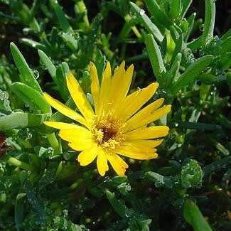 Lampranthus glaucus - 10 Seed Pack - Indigenous Endemic Succulent Mesemb - Global Shipping