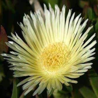 Lampranthus glaucus - 10 Seed Pack - Indigenous Endemic Succulent Mesemb - Global Shipping