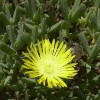 Lampranthus glaucus - 10 Seed Pack - Indigenous Endemic Succulent Mesemb - Global Shipping
