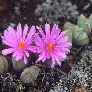 Lampranthus maximiliana - 10 Seed Pack - Indigenous Endemic Succulent Mesemb - NEW