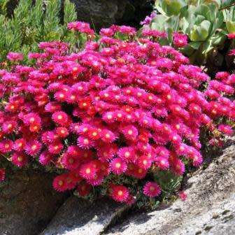 Lampranthus roseus - 10 Seed Pack - Indigenous Endemic Succulent Mesemb - Combined Global Shipping